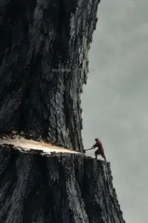 The Tree Will Not Fall
